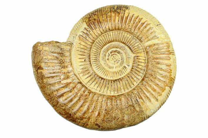 Polished Jurassic Ammonite (Perisphinctes) - Madagascar #293948